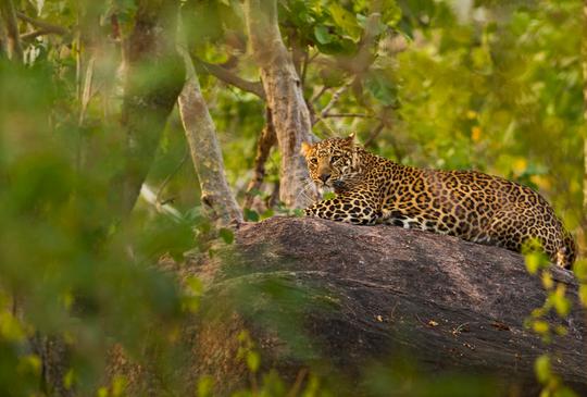 6 National Parks in Maharashtra: Witness Wildlife At It's Best!