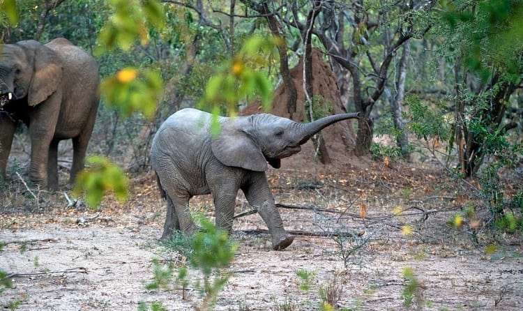 Pushpagiri Wildlife Sanctuary