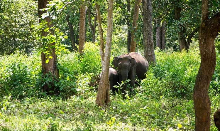 Nagarhole