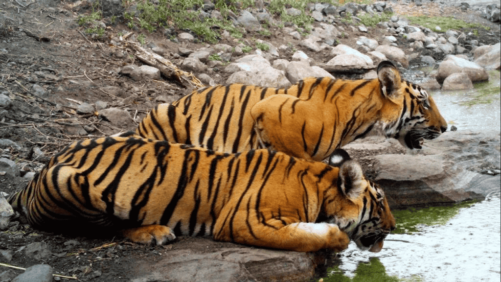 Melghat Wildlife Sanctuary