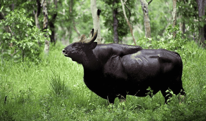 Radhanagari Bison Sanctuary