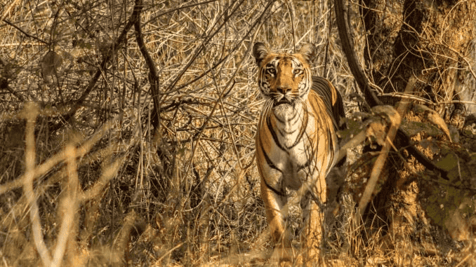 Bor Wildlife Sanctuary