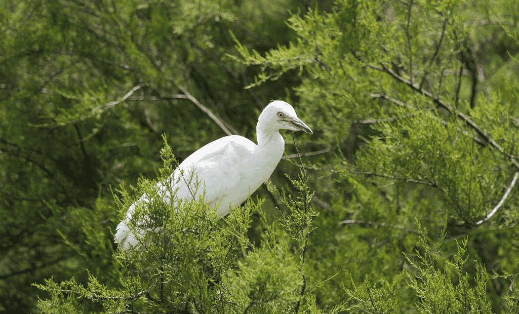 Karnala Bird Sanctuary