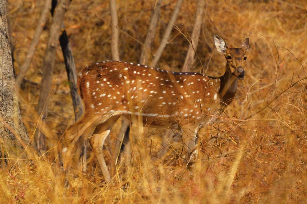 Sagareshwar Wildlife Sanctuary