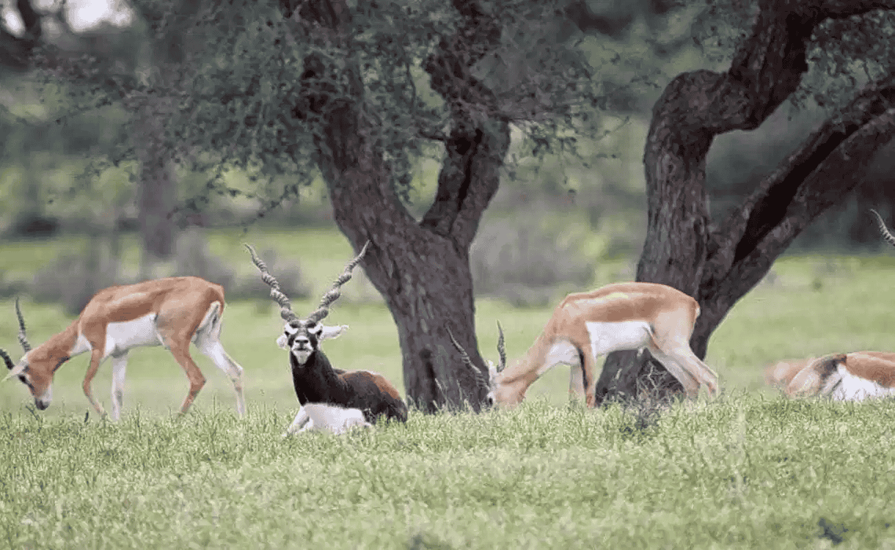 Rehekuri Blackbuck Sanctuary