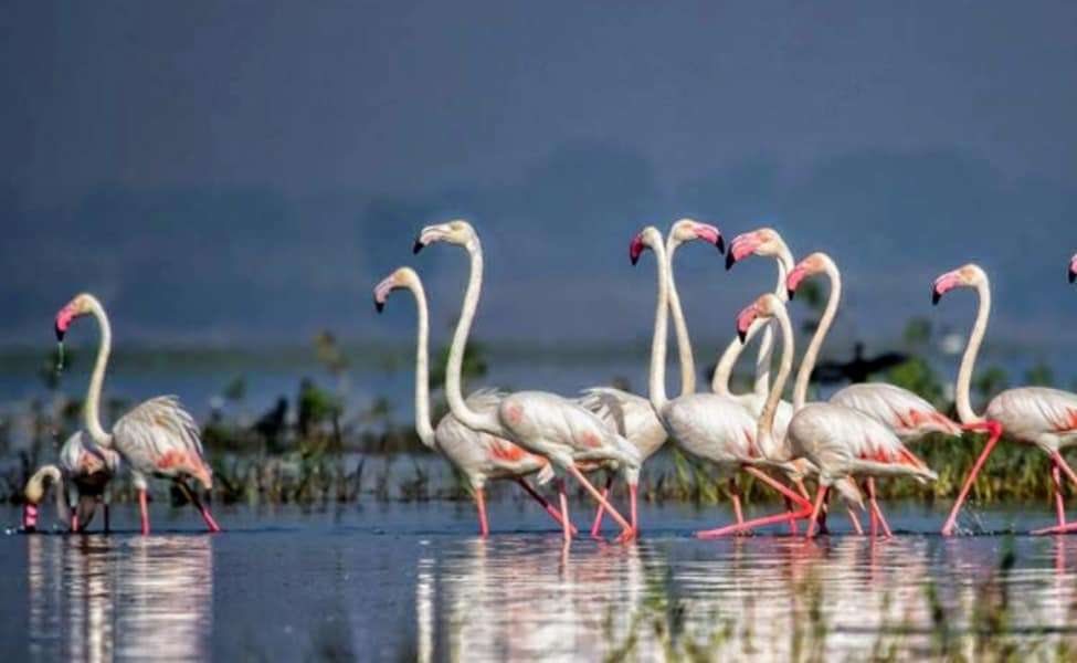 Bhigwan Bird Sanctuary