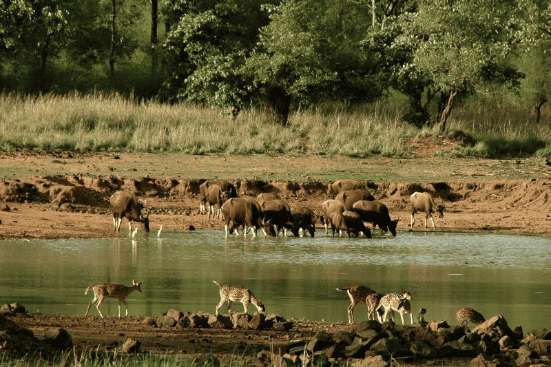 Amba Barwa Wildlife Sanctuary