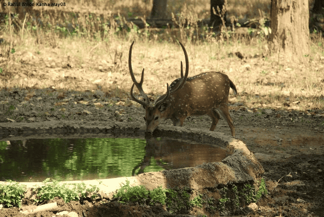 Chaprala Wildlife Sanctuary