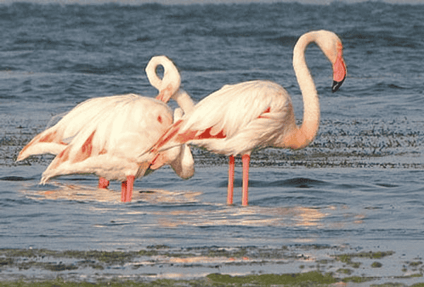 Jaikwadi Wildlife Sanctuary