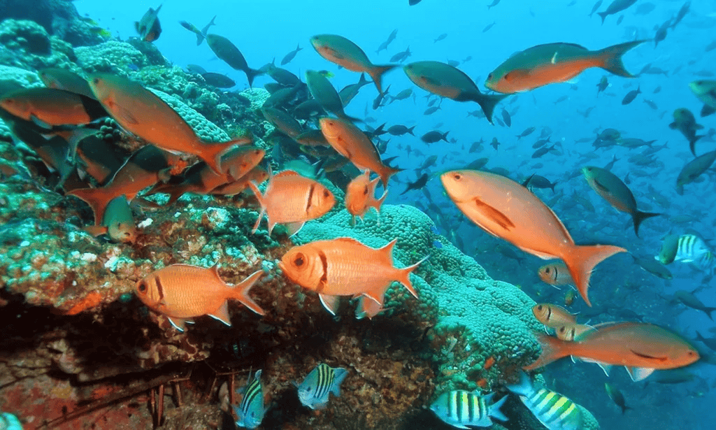 Malvan Marine Wildlife Sanctuary