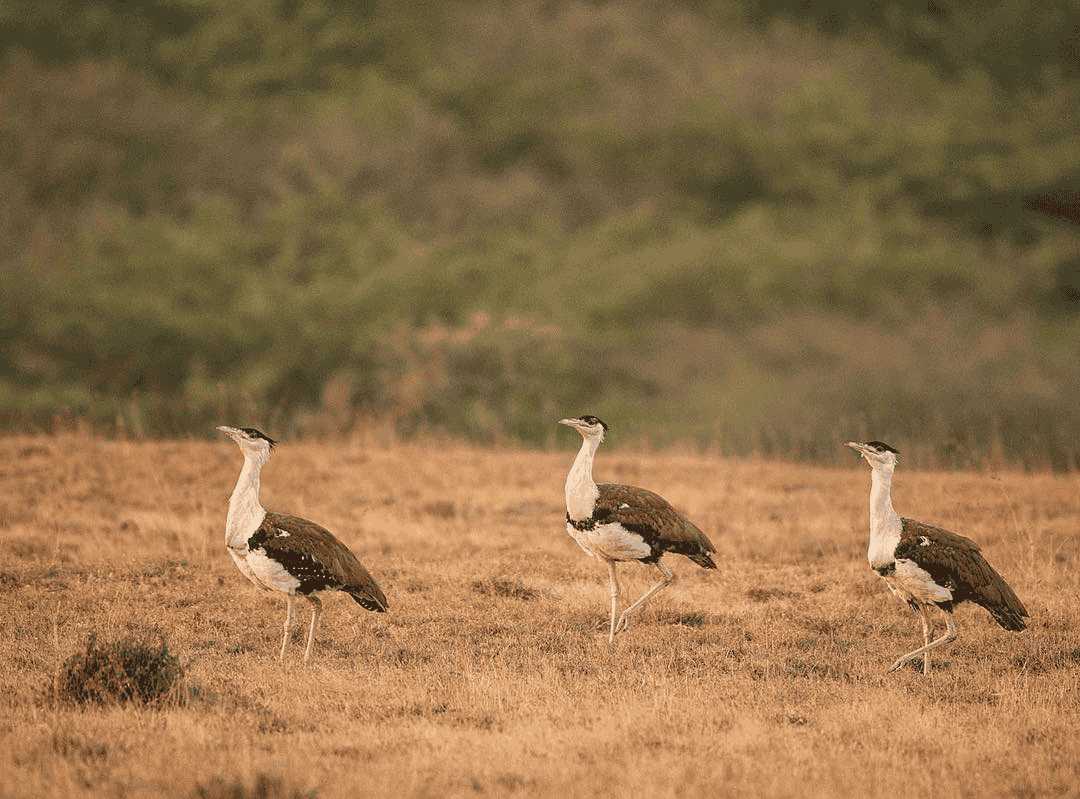 Great Indian Bustard Wildlife Sanctuary