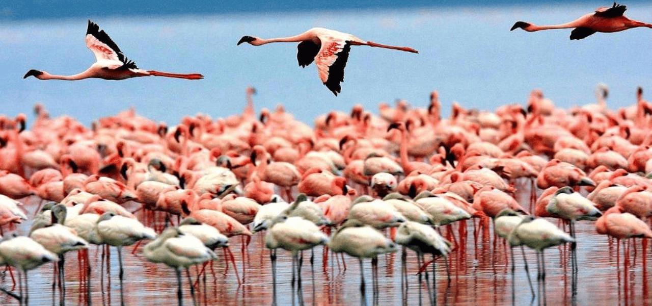 Mayani Bird Sanctuary