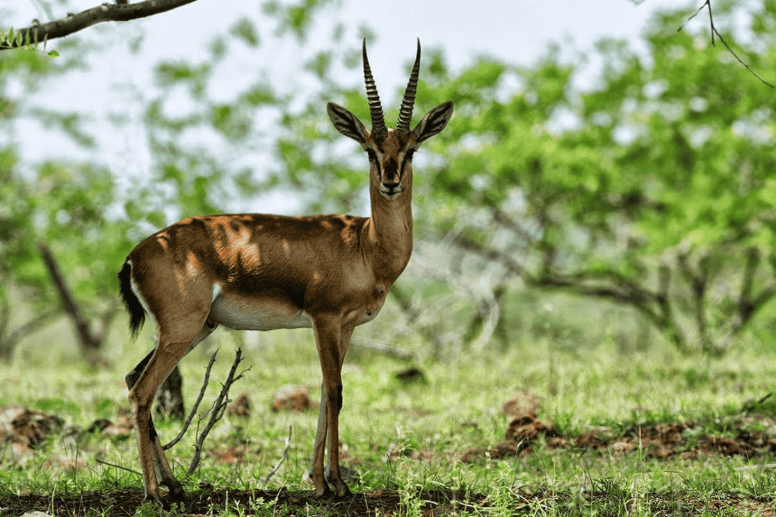 Mayureshwar Wildlife Sanctuary