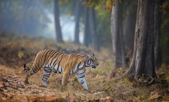 30 Best Wildlife Sanctuaries in Maharashtra - {{year}} (With Photos)