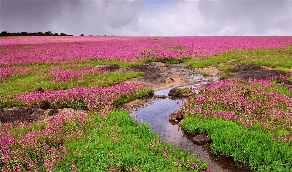 Kaas Plateau