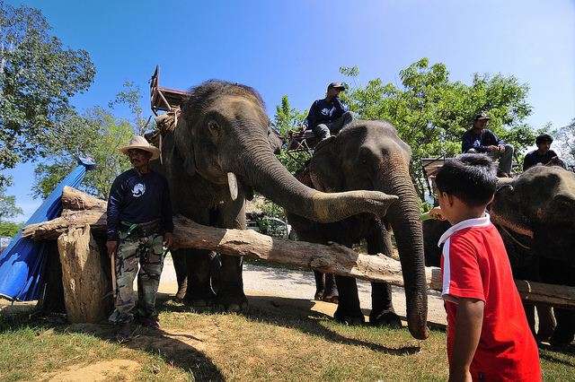 Dubare Reserve Forest & Elephant Camp