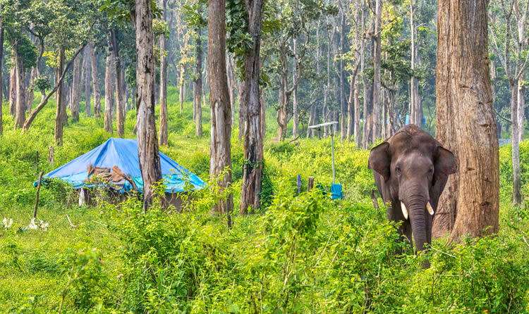 Dubare Elephant Camp