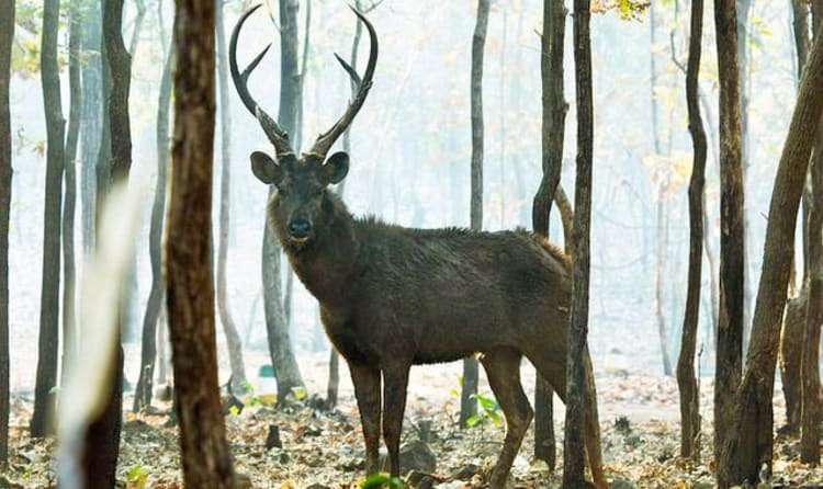 Pushpagiri Wildlife Sanctuary