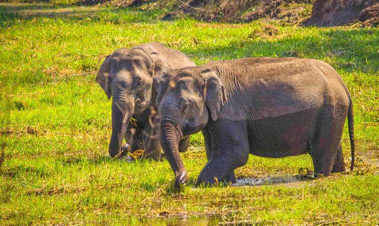 Bandipur- 221 km from Bangalore