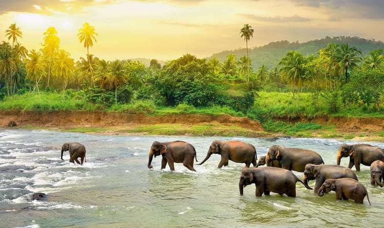 Nagarhole- 222 km from Bangalore