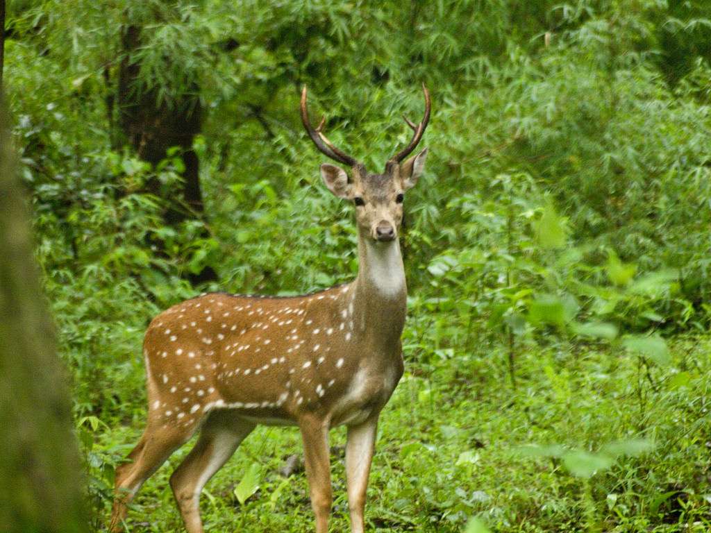 Arabithittu Wildlife Sanctuary