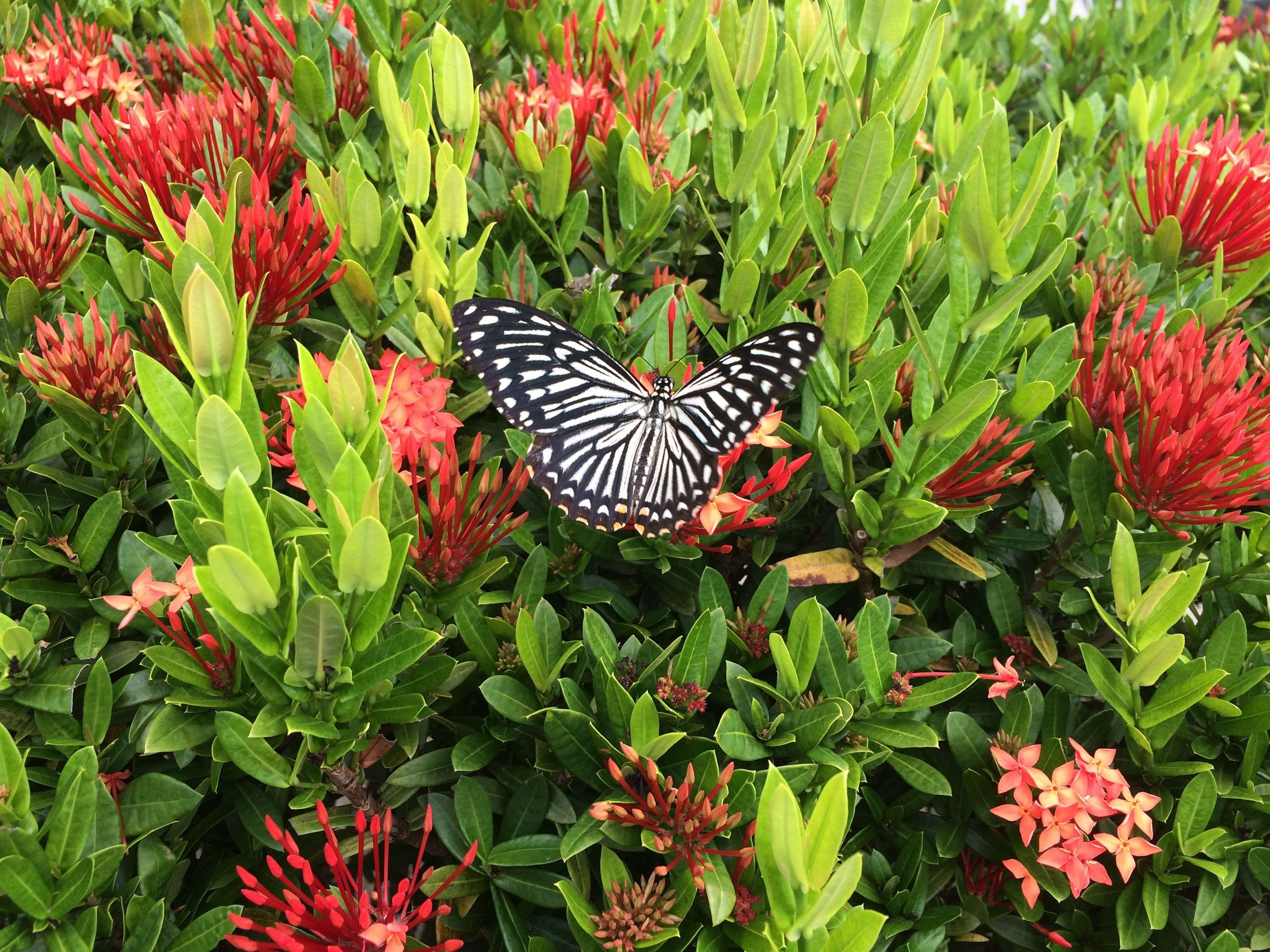 Samui Butterfly Garden