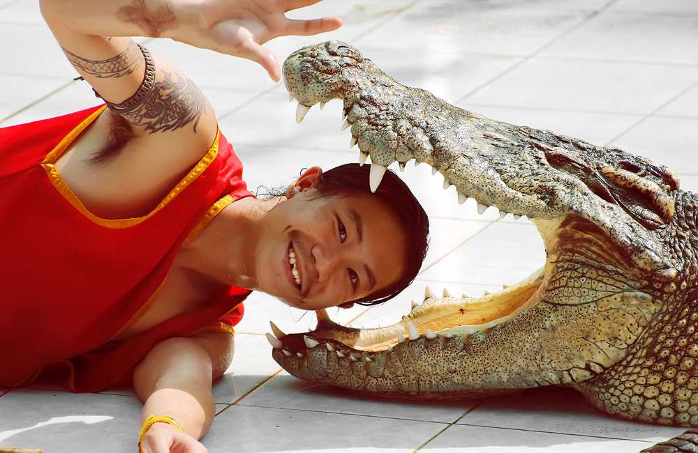 Attend a Crocodile Show