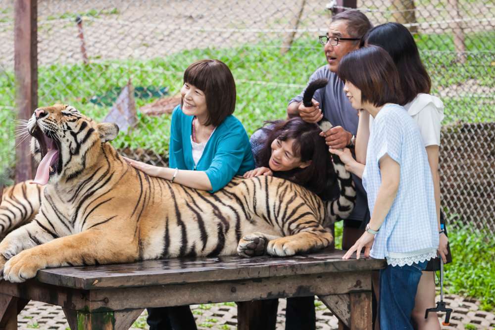 ‘No Bar’ Experience with Tigers at Tiger Kingdom