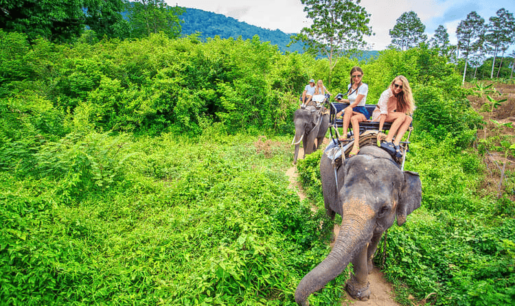 Visit an Elephant Sanctuary