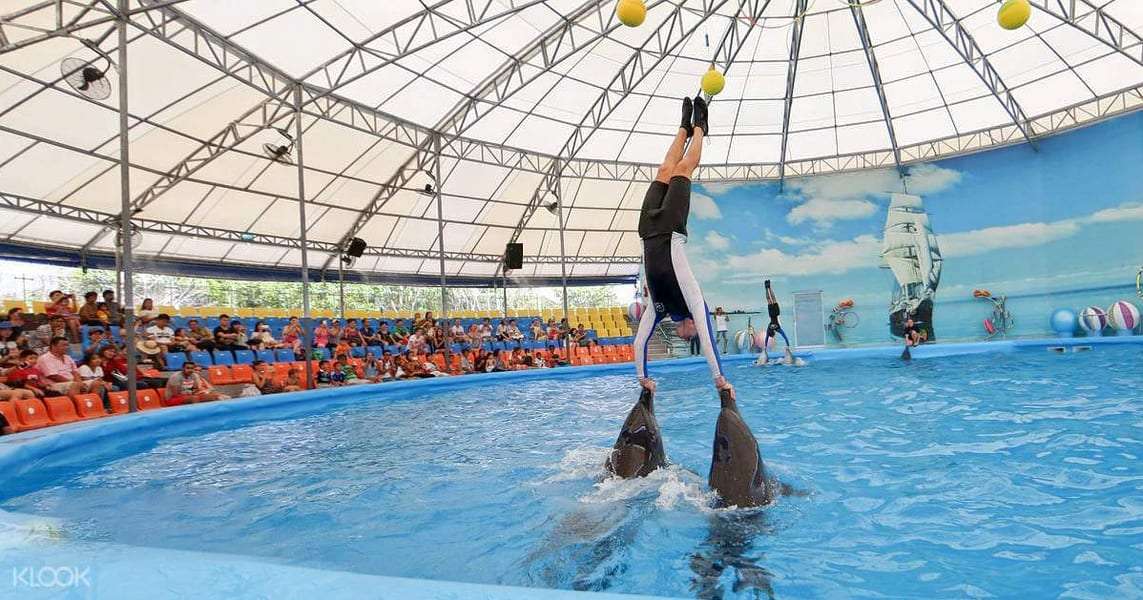 Watch Phuket Dolphin Show
