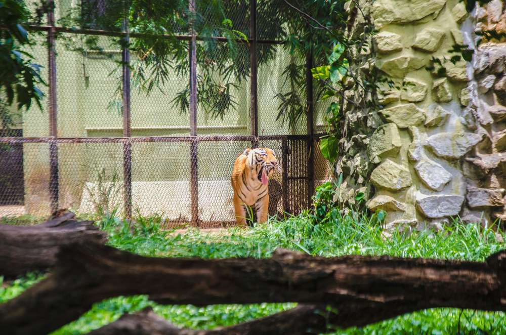 Sri Chamarajendra Zoological Gardens