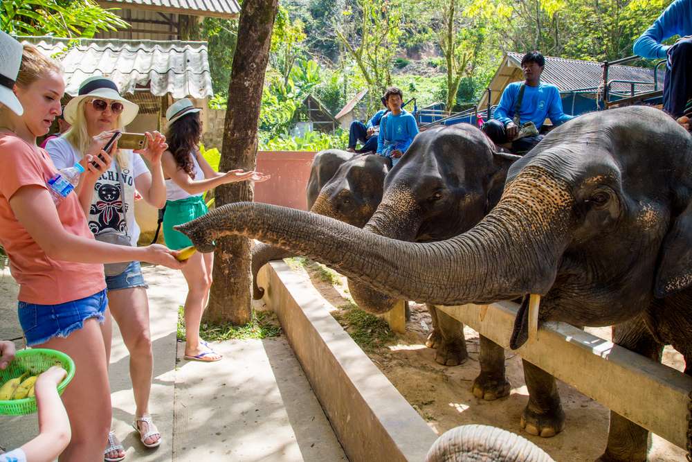 Elephant Sanctuaries