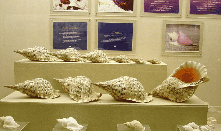 Visit Phuket Seashell Museum