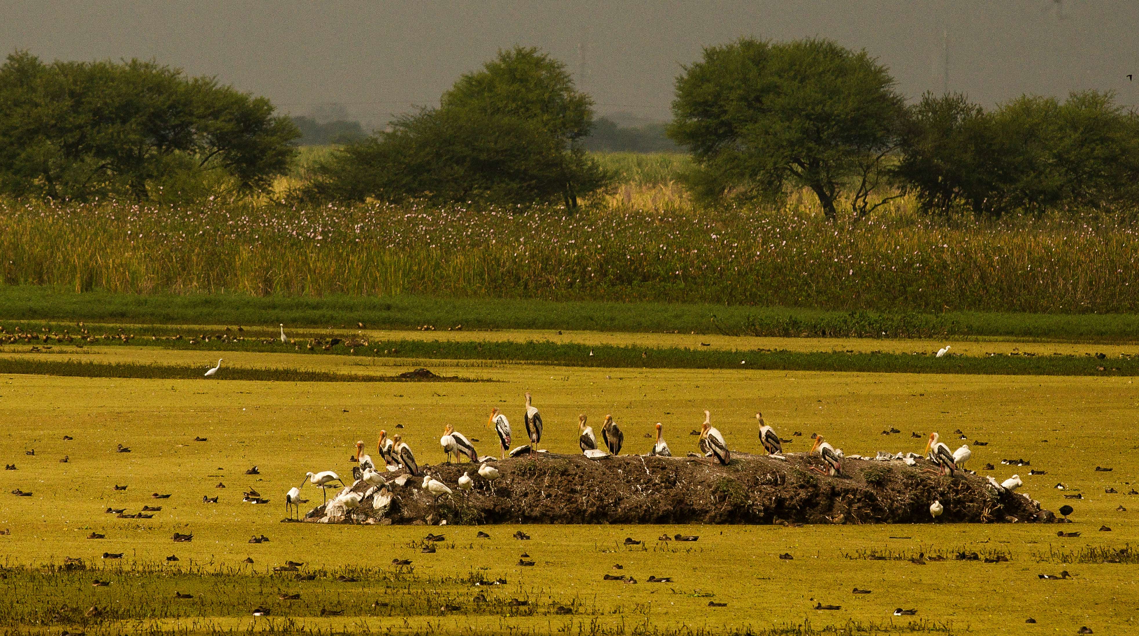 Nandur Madhmeshwar Bird Sanctuary