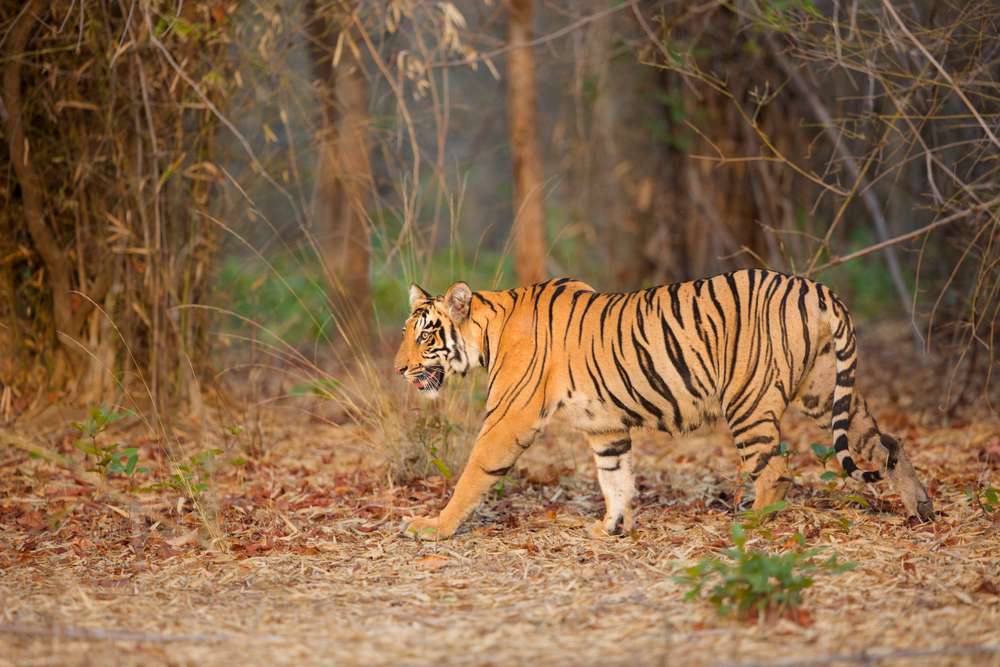 Kanha National Park