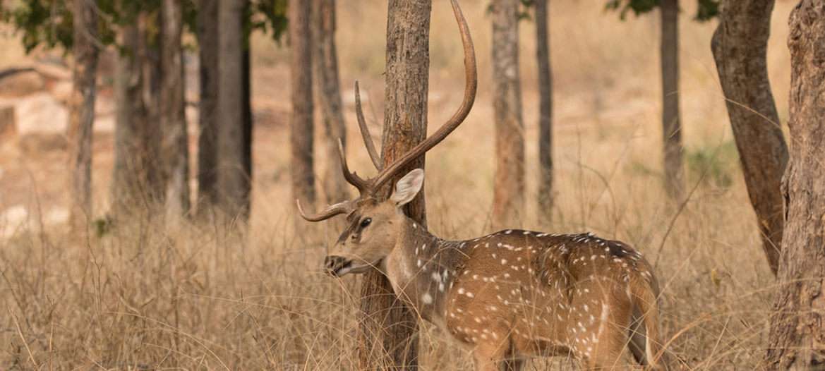Pench National Park