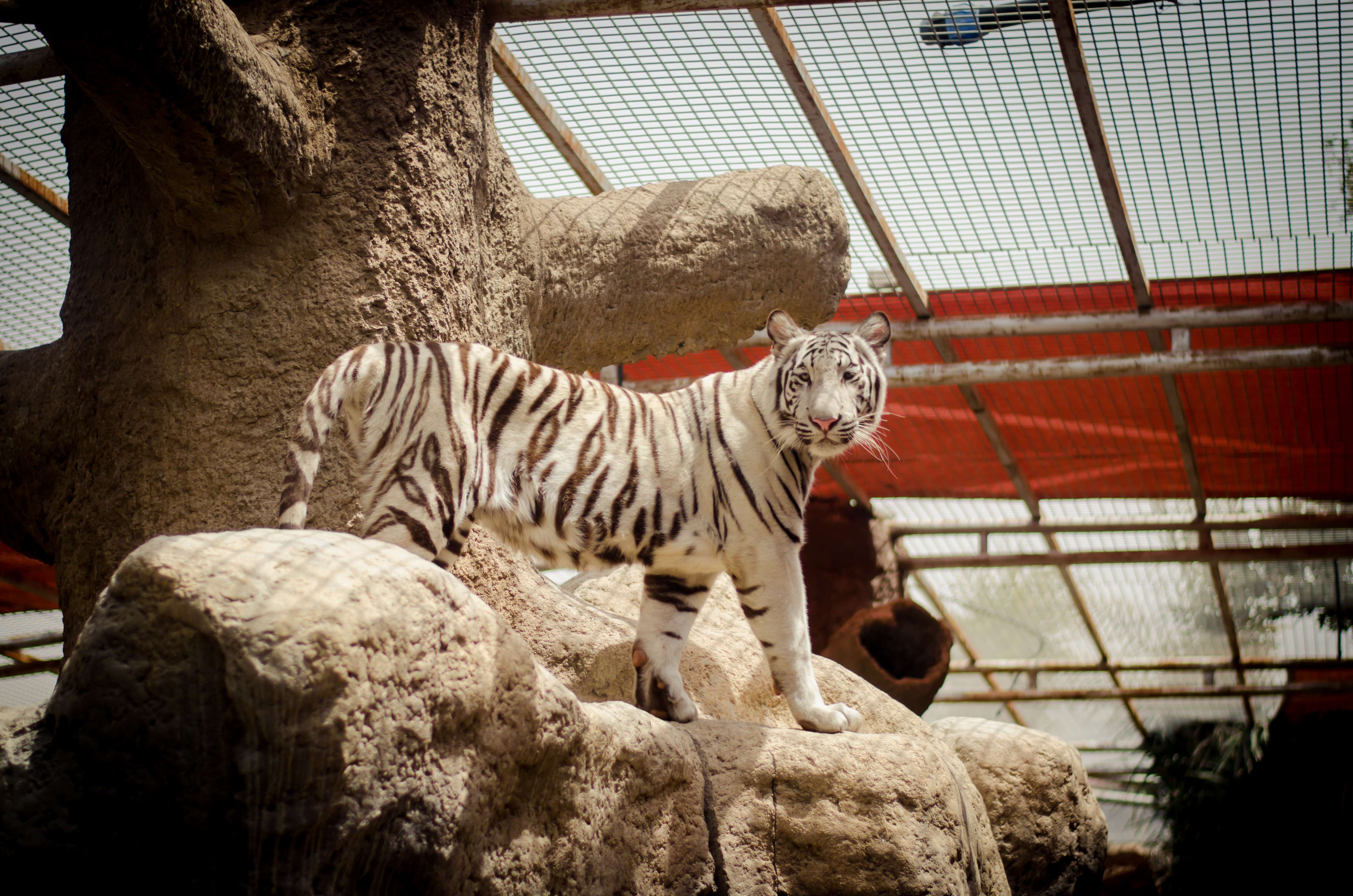 Emirates Park Zoo and Resort in Abu Dhabi Flat 40% off