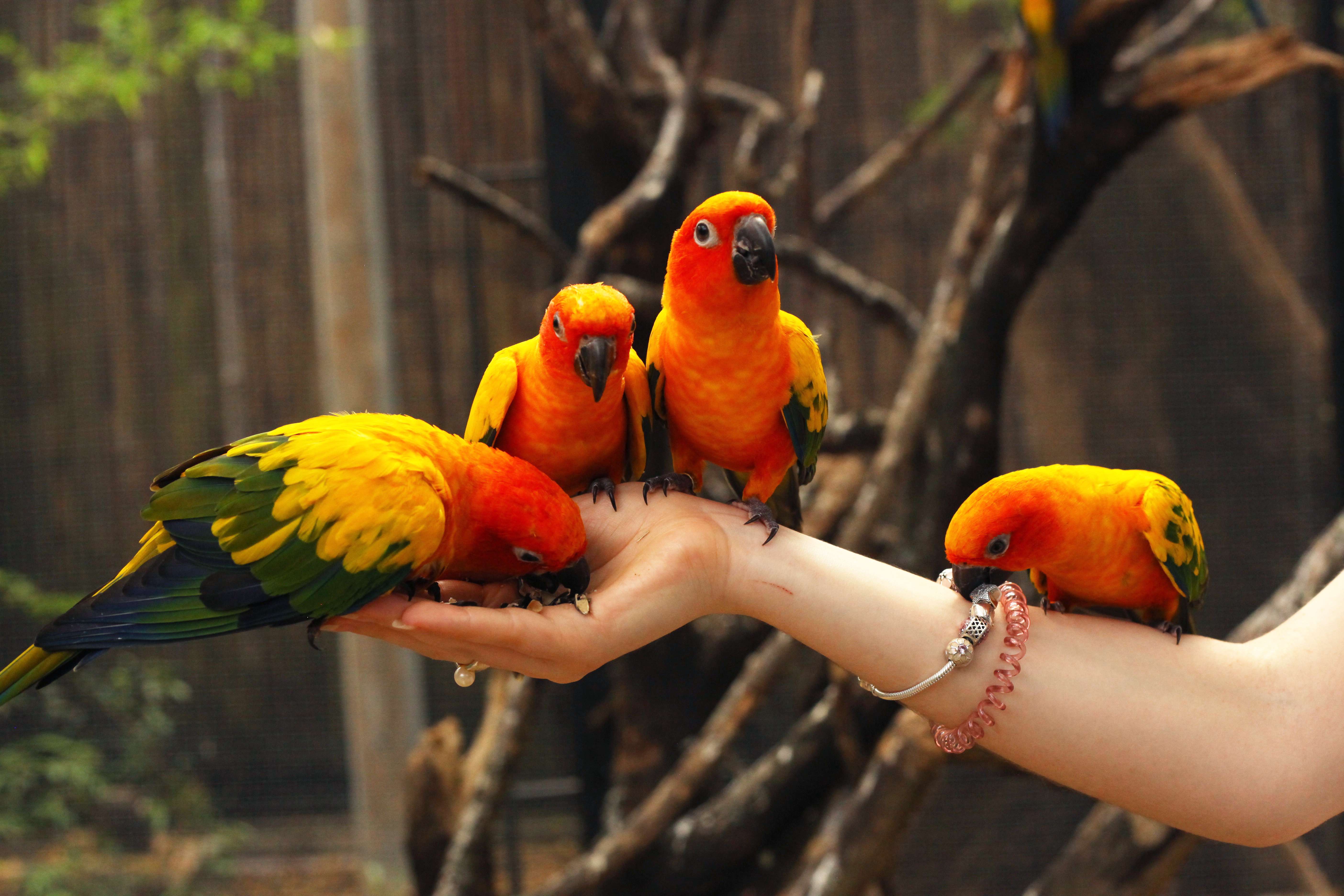 Phuket Bird Park Ticket Flat 35% off
