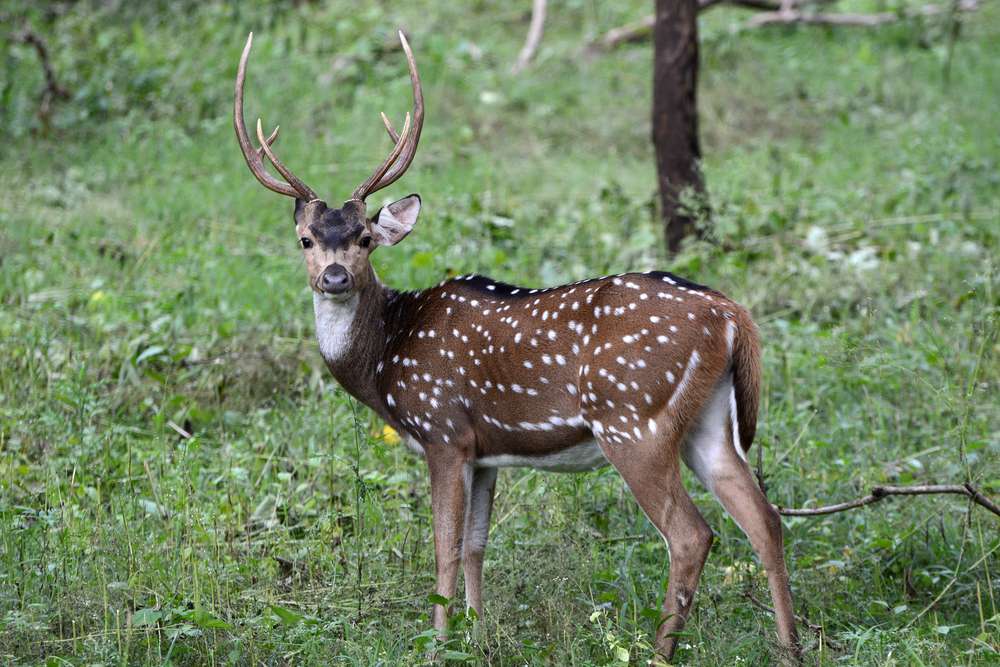Mudumalai Wildlife Sanctuary