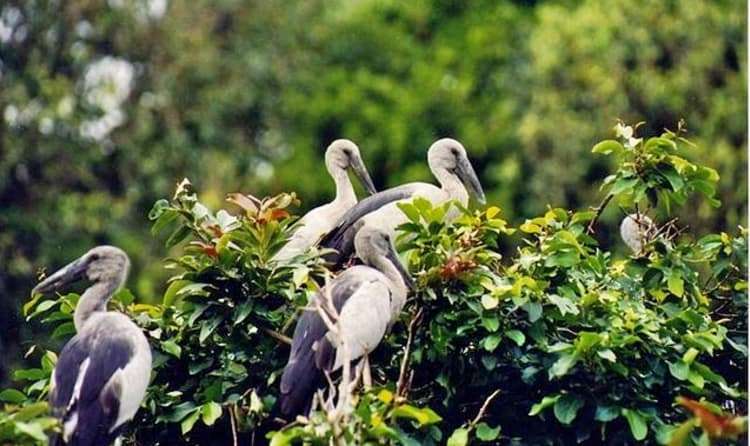Pakshipathalam Bird Sanctuary