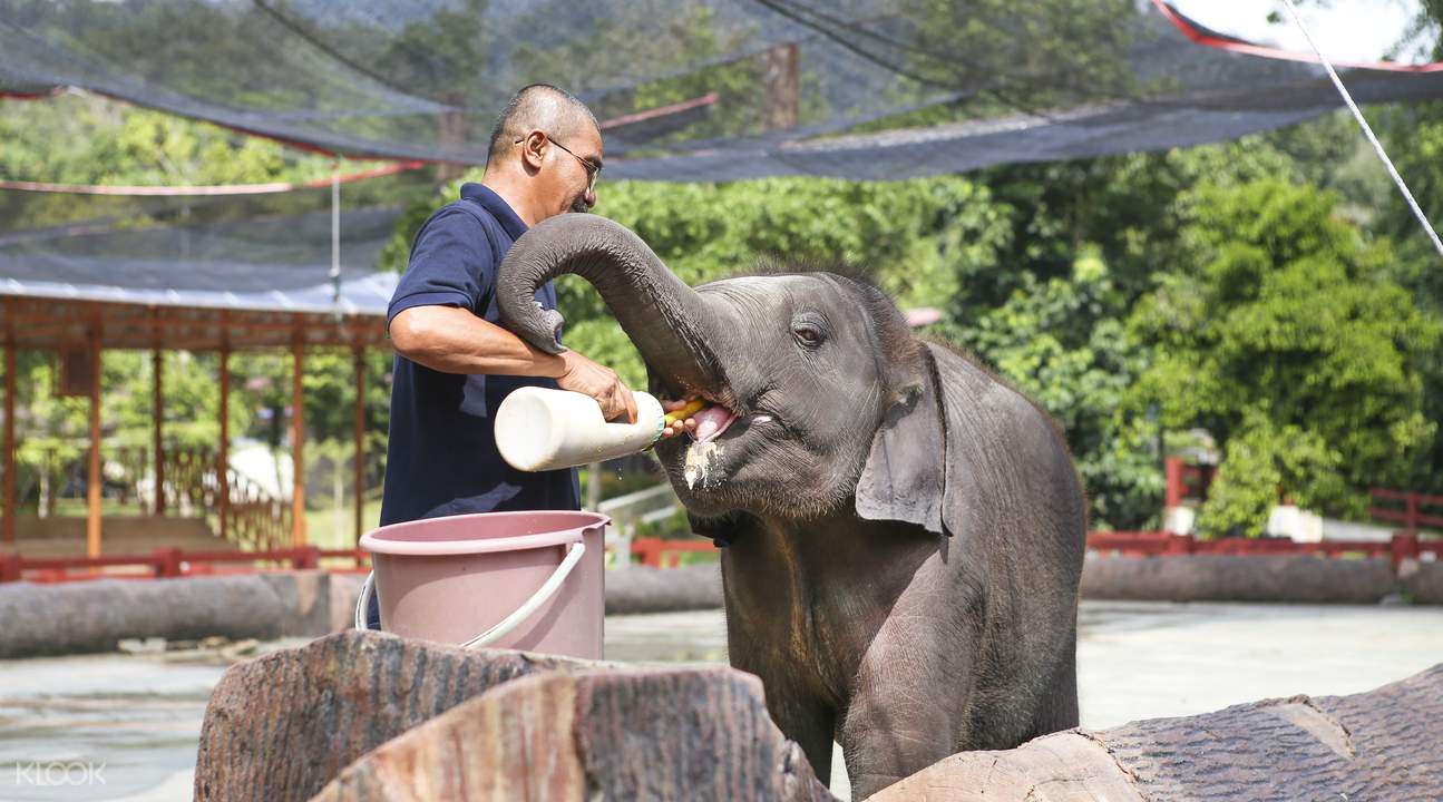 Kuala Gandah Elephant Sanctuary Package | Flat 15% off