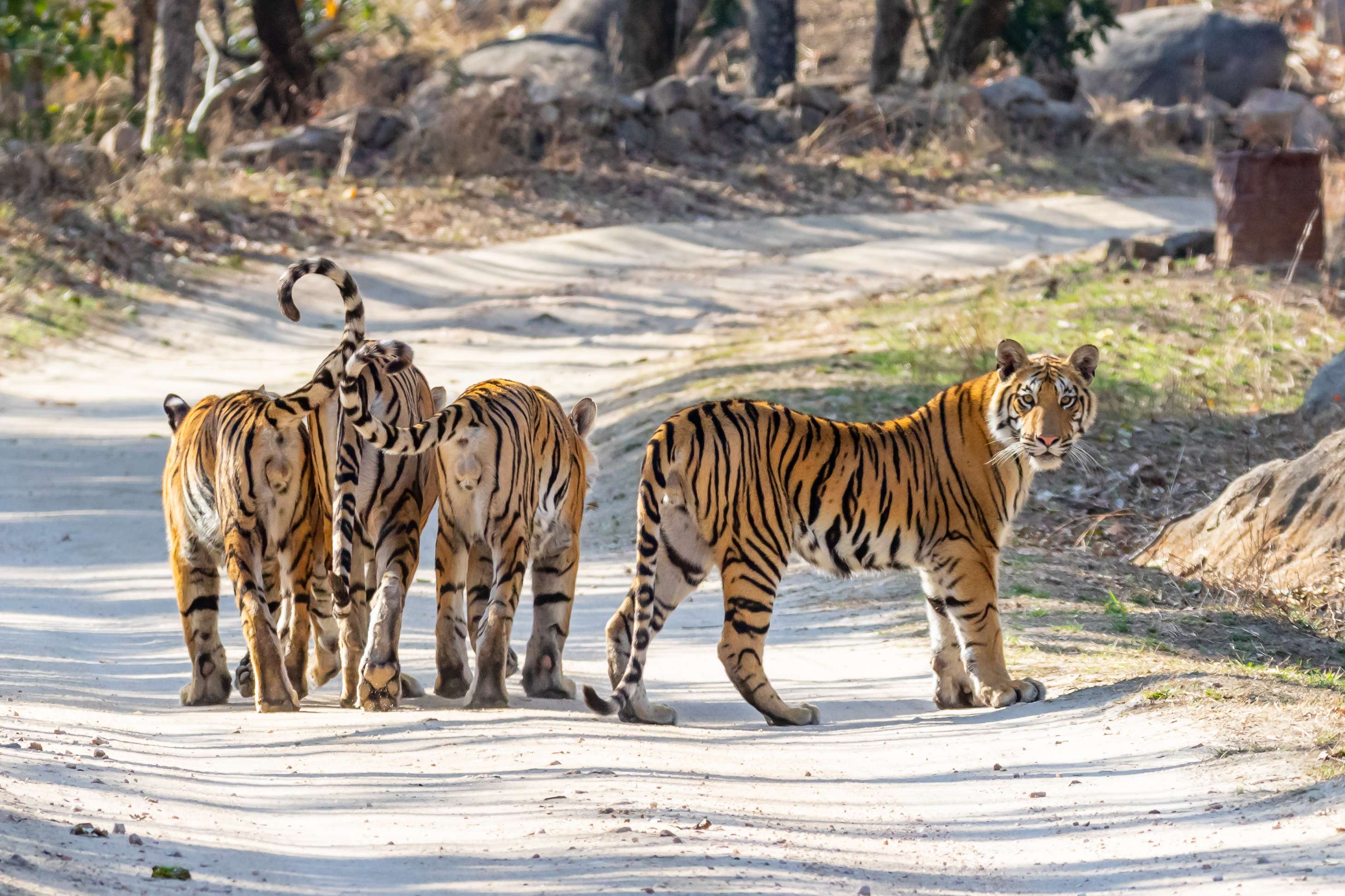 The Pench Tiger Reserve