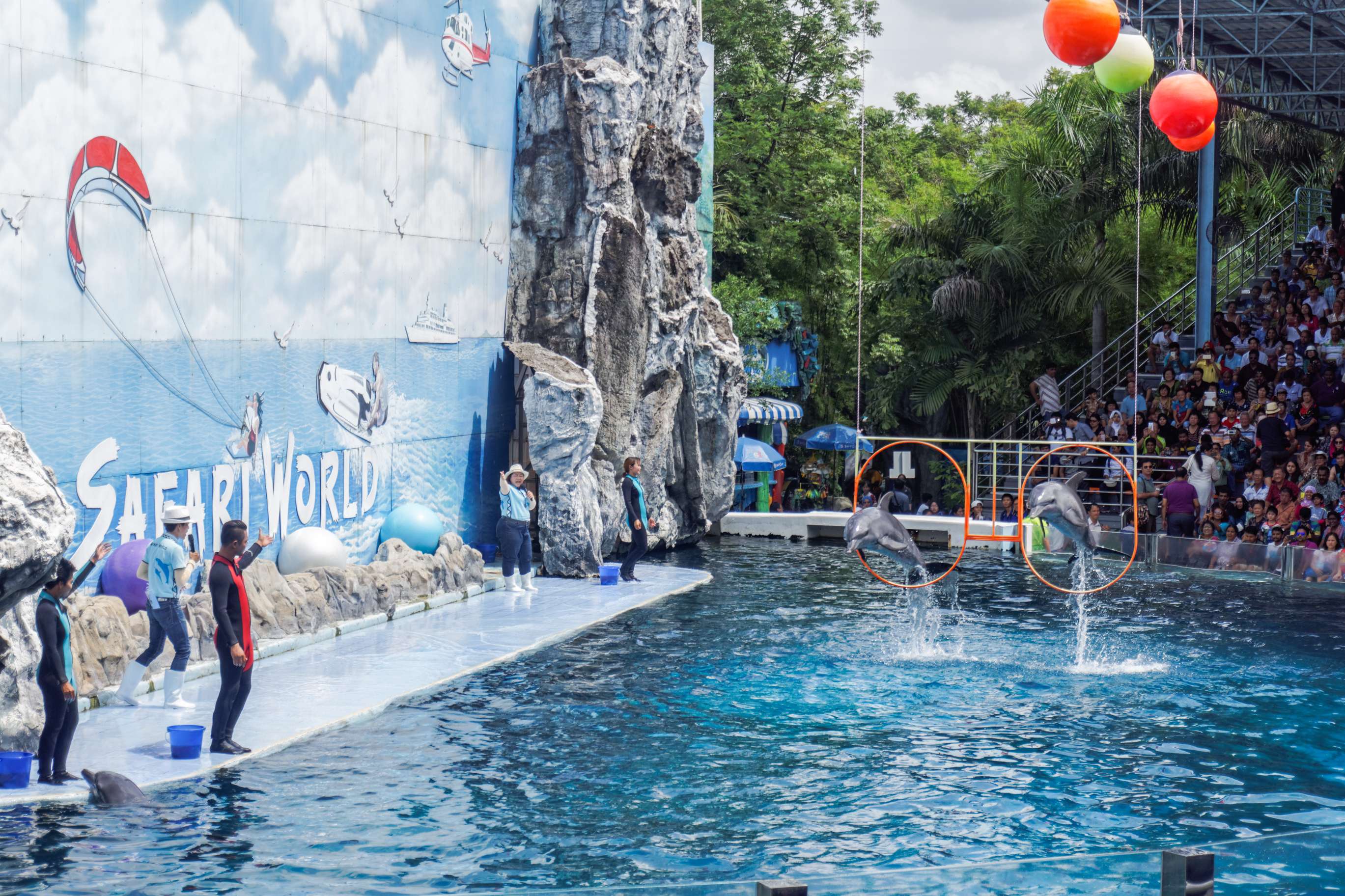 Play with Dolphins at Safari World Bangkok