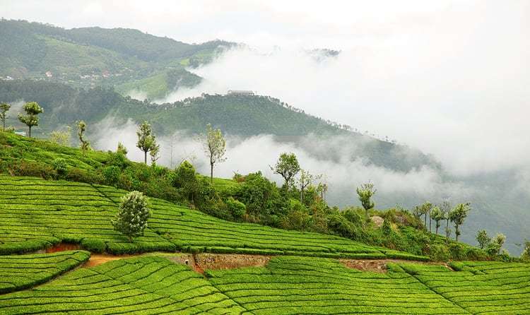 Coonoor (519 km from Chennai)