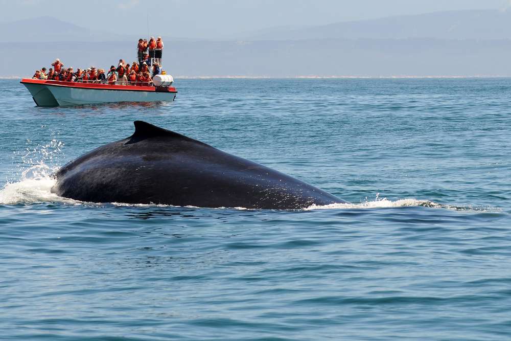 Whale Watching in Galle, Sri Lanka | Book at Flat 25% off