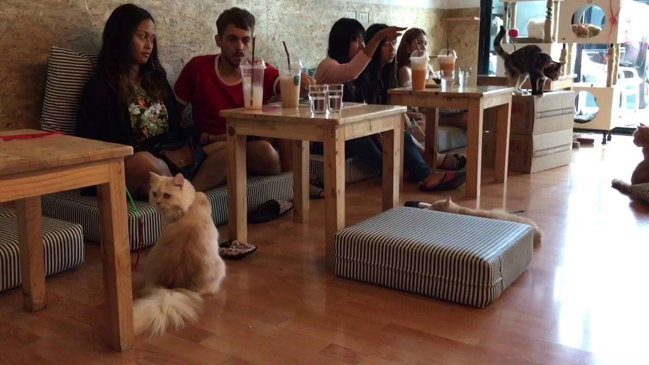 Coffee with Cats At The Catmosphere Café