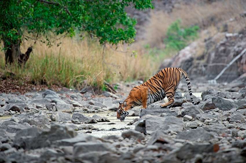 Ranthambore 