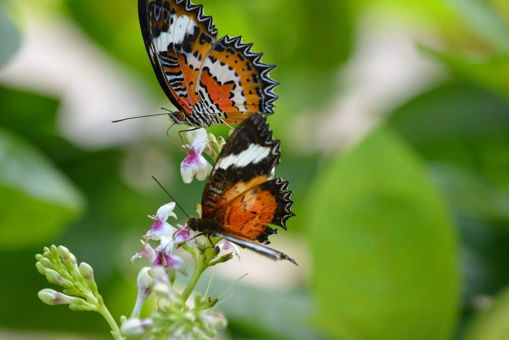 Tegenungan Waterfall Tour with Butterfly Park & Monkey Forest Flat 25% off