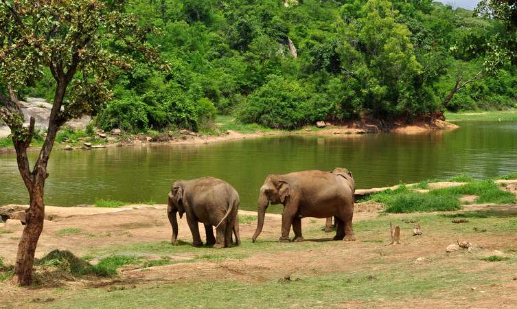 Bannerghatta National Park