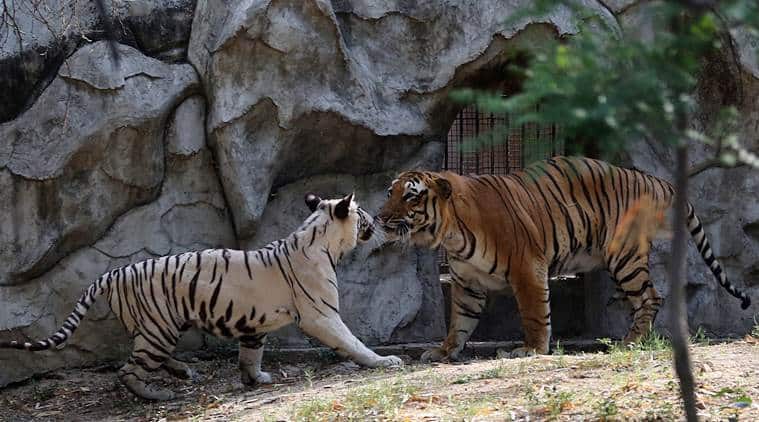 Meet the Wilds at Delhi Zoo